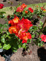 red flame rosebush