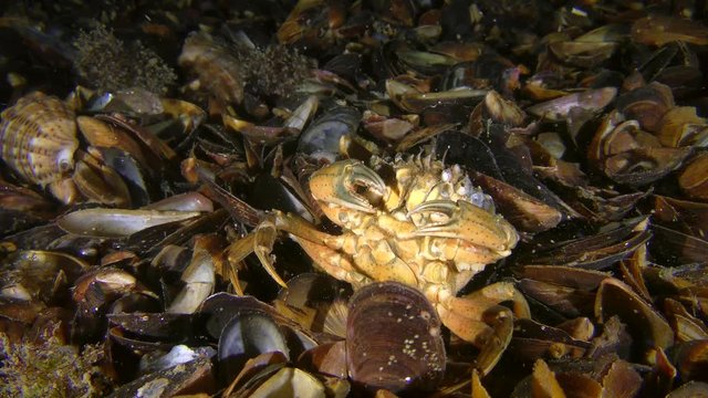 A rare moment of behavior: Green crab or Shore crab (Carcinus maenas) scratches its back on shells on the seabed.