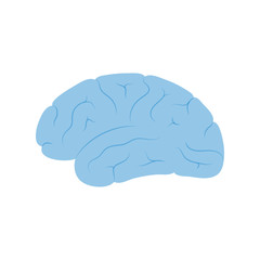 Vector illustration of human brain anatomy 