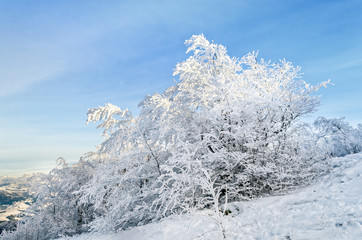 Beautiful winter landscape. Clear day, snow, tree, blue sky