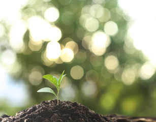 Farmer's hand watering a young plant on green bokeh nature