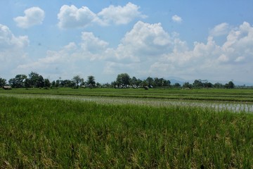 Fototapeta premium green field and blue sky