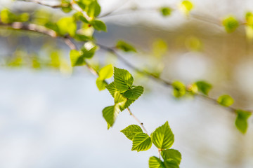 New green leaves in spring time.