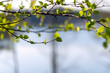 New green leaves in spring time.