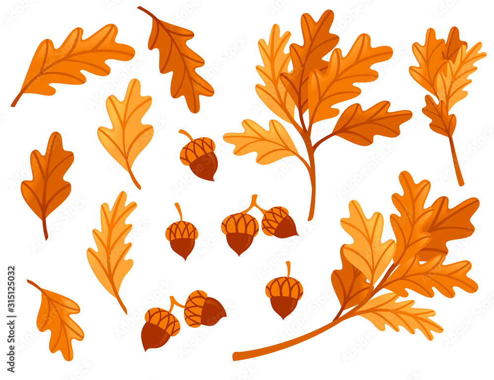 Wall mural various oak autumn leaves with acorn flat vector illustration isolated on white background
