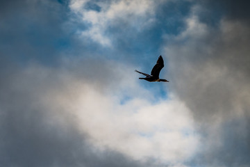 Wandervogel