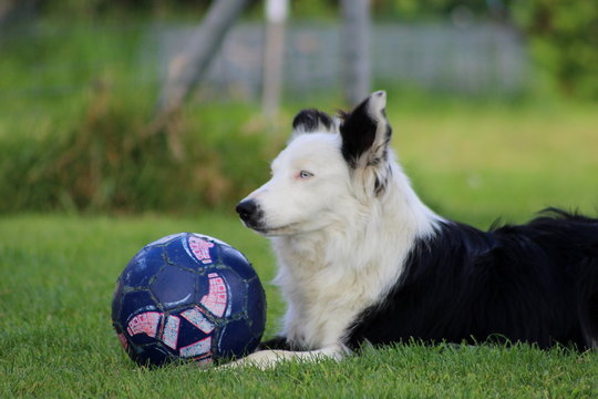 border collie