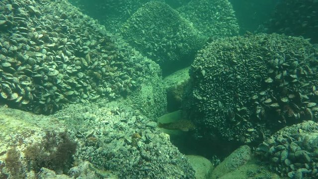 Stones overgrown with plenty of Mediterranean Mussel (Mytilus galloprovincialis), wide shot.