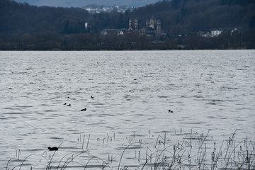 Ducks on Lake Laacher and the Benedictine monastery in the background