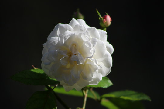 rose