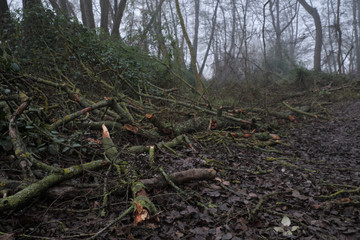 Troncos cortados en el bosque