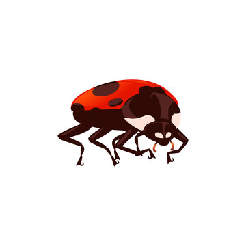 Ladybug with closed shell beetle cartoon bug design flat vector illustration isolated on white background