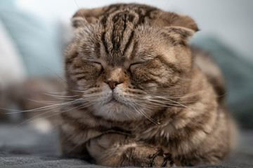 Cute cat Scottish Fold is resting, she closed her eyes and is dozing, lying on a soft plaid.
