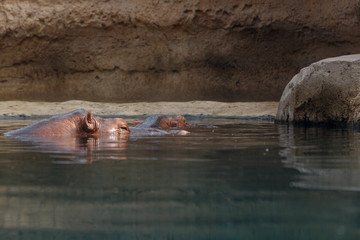 Hippopotamus in the water. Behemoth's head peeks out of the water. Hippos rest on a hot summer day in the water