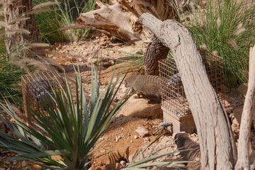 A few individuals Banded mongoose. Mongoose portrait close up. Small predatory mammals