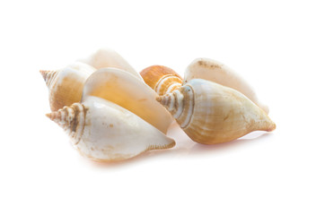 Seashell isolated on white