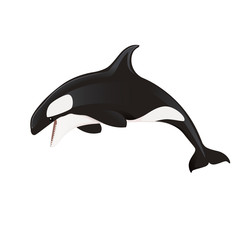 Killer whale(Orcinus orca) cartoon animal design ocean mammal orca flat vector illustration isolated on white background