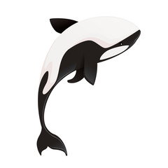 Naklejka premium Killer whale(Orcinus orca) cartoon animal design ocean mammal orca flat vector illustration isolated on white background