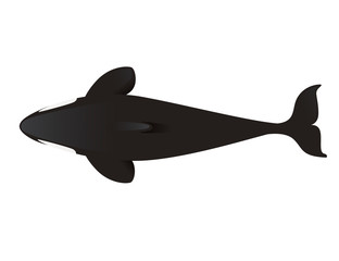 Fototapeta premium Black silhouette killer whale(Orcinus orca) cartoon animal design ocean mammal orca flat vector illustration isolated on white background