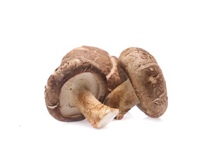 Shiitake mushroom on the White background