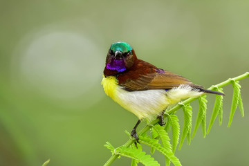 purple rumped sunbird  on a branch