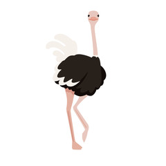 Cute ostrich stay on one leg african flightless bird cartoon animal design flat vector illustration isolated on white background