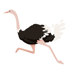 Cute ostrich running african flightless bird cartoon animal design flat vector illustration isolated on white background