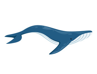 Fototapeta premium Big blue whale cartoon animal design biggest mammal on the earth flat vector illustration isolated on white background