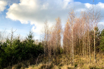 Landscape of field in late autumn.