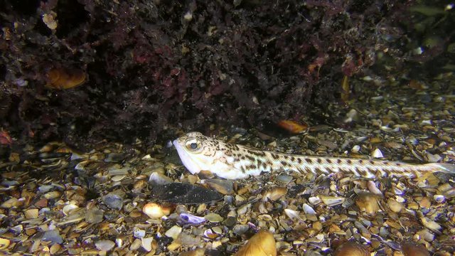 Biocoenosis red algae phyllophora (Phyllophora crispa): fish Greater weever (Trachinus draco) buries next to the algae.