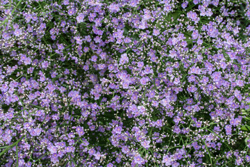 purple flowers in the garden