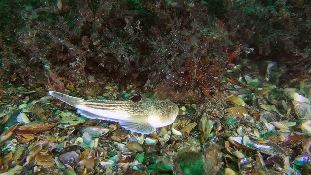 Biocoenosis red algae phyllophora (Phyllophora crispa): fish  Atlantic stargazer (Uranoscopus scaber) next to the algae.