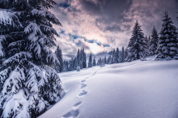 Fototapeta na wymiar Splendid scenery in winter. Snow-cowered pine trees under warm sunlight. Fantastic mountain highland. Amazing winter background. Wonderful Christmas Scene