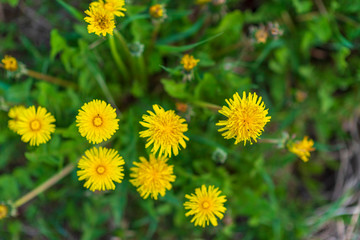 A very colorful dandelion field. Photographed close-up.
