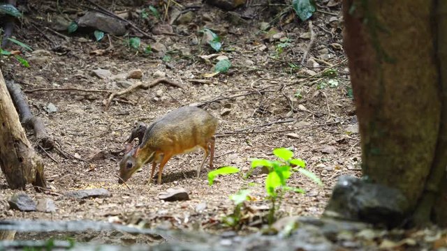thailand, mouse-deer, lesser mouse-deer, forest, environment, animal, animals, asia, asian, background, beautiful, brown, close, creature, cute, deer, fawn, female, fluffy, fur, furry, green, grey, ka