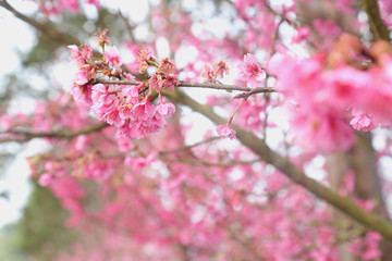 Vintage sakura or cherry blossom