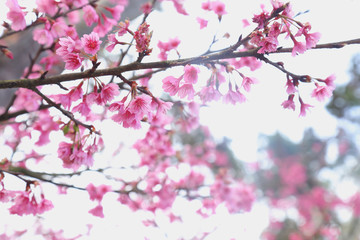 Vintage sakura or cherry blossom