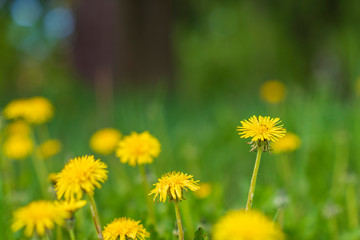 A very colorful dandelion field. Photographed close-up.