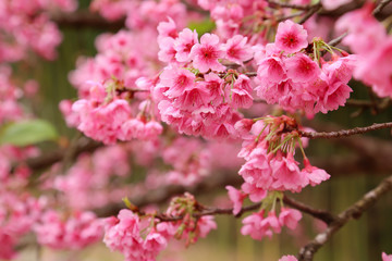Vintage sakura or cherry blossom