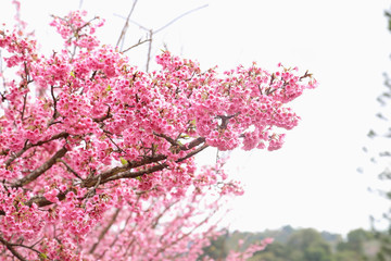 Vintage sakura or cherry blossom