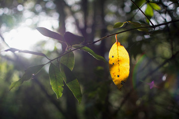 A dry yellow leaf hanging on a branch and illuminated by the light of dawn