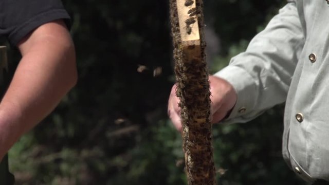 Bienenstock