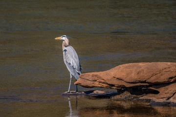 Great blue heron on a rock