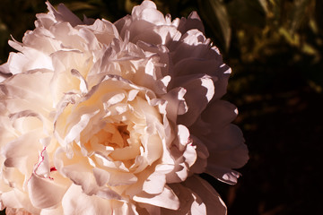 Delicate peony bud in the rays of the setting sun. Pleasant warm light on the large inflorescence of Pae&oacute;nia.