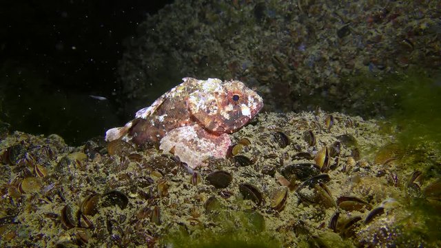 Black scorpionfish (Scorpaena porcus) on a stone covered with mussels among algae.