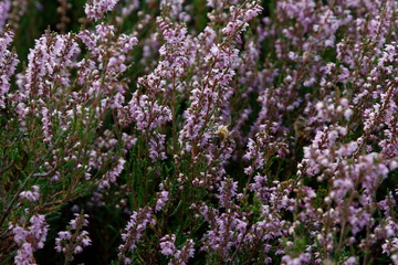 Heideblüten