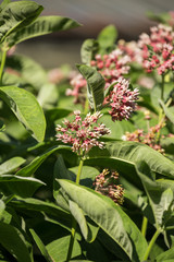Milkweed flower