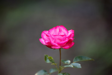 One flower varieties Bella Rosa