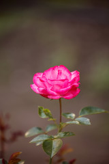 One flower varieties Bella Rosa