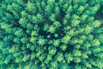 Natural green background. Pine forest aerial view